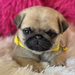 Boy 2 - Fawn male Pug puppy in Durant, Oklahoma from Cagle's Crowning Pug's
