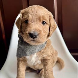 Black Boy - Apricot male Goldendoodle puppy in Lebanon, Pennsylvania from Homespundoodles