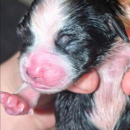 Pearl - Black tri female Toy Australian Shepherd puppy in Shepherd, Texas from GAMALA Farm & Kennels