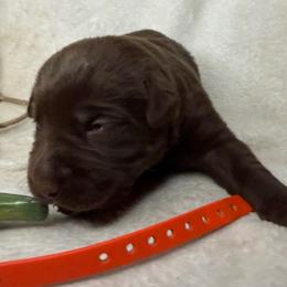 Boone - Chocolate male Labrador Retriever puppy in Grants Pass, Oregon from KnR Antler Dogs