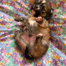 Bibi - Fawn and white male Chihuahua puppy in Washington, Washington, D.C. from VIP Chihuahuas