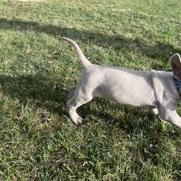"Spruce" Weimaraner Puppies from Baird Weims - AKC registered