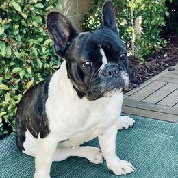 French Bulldogs from Reveries French Bulldogs