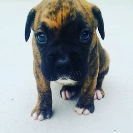 Boxer Puppies from Kruse Boxers