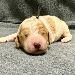 Black - Parti male Goldendoodle puppy in Celina, Texas from Kennedy Doodles