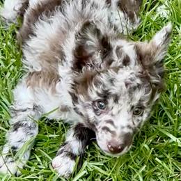 Boy 4 - Brown merle male Mudi puppy in Raeford, North Carolina from Wodan Kennels