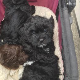 Shihpoo Puppies from ShihPoos de Lux