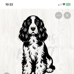 Boy 1 - Brown and white male Cocker Spaniel puppy in Gadsden, Alabama from Rich Cat’s