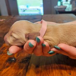Dolly Parton - Cream female Dachshund puppy in Mayport, Pennsylvania from Debbie's Dachshunds