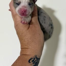 Greyson - Merle male Pomsky puppy in Casa Grande, Arizona from Arizonas Pomsky Squad