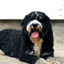 Remi - Bernedoodle