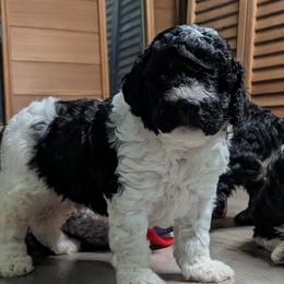 Sherlock - Black and white male Cavapoo puppy in Poetry, Texas from Darling Doodles of Texas