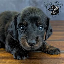 Salem - Black and tan male Dachshund puppy in Fultonville, New York from Sandy Aussies, Mini Dachshunds & Pomeranians