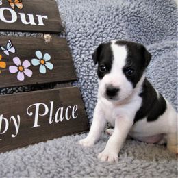 Jack Russell Terrier Puppies from Spritely Jack Russell Terriers