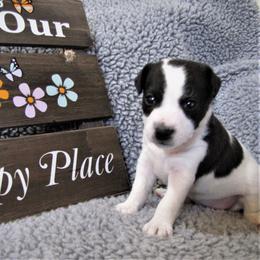 Jack Russell Terrier Puppies from Spritely Jack Russell Terriers