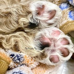 Goldendoodle Puppies from Central Texas Doodle Nest Kennel