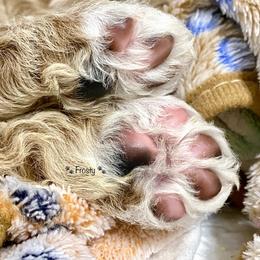 Goldendoodle Puppies from Central Texas Doodle Nest Kennel