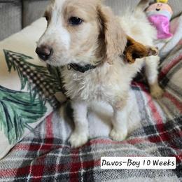 Davos - Brown and white male Bernedoodle puppy in Columbia, Illinois from Hillcastle Breeders