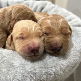 Goldendoodles from So Cal Goldendoodles