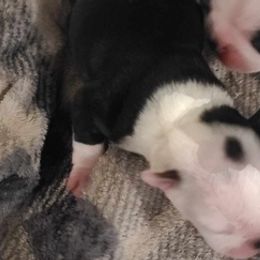 Boston Terriers from Texiana Farms
