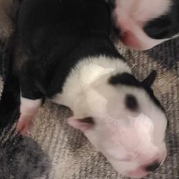 Boston Terriers from Texiana Farms