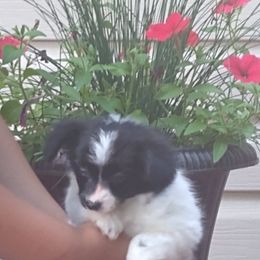 "Female 7 weeks old" Papillon Puppies from Michelle's Papillions