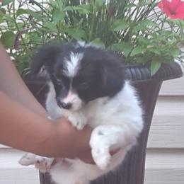 "Female 7 weeks old" Papillon Puppies from Michelle's Papillions