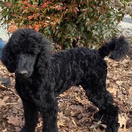 Aussiedoodle, Bernedoodle, and Poodle Puppies from Megan’s Spoiled Standards