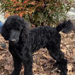 Aussiedoodle, Bernedoodle, and Poodle Puppies from Megan’s Spoiled Standards