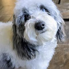 Cockapoo and Golden Mountain Doodle Puppies from Doodles of Joy