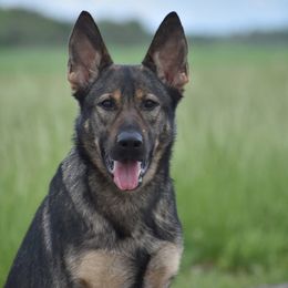 Brasi - German Shepherd