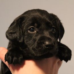 Golden Retriever and Labrador Retriever Puppies from Trenlock Kennels