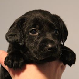 Golden Retriever and Labrador Retriever Puppies from Trenlock Kennels