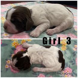 Girl 3 - Liver and white female English Springer Spaniel puppy in Freeland, Michigan from McNally's Springer Spaniels