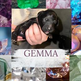 Gemma - Black female Goldendoodle puppy in Prosperity, Pennsylvania from Stelladoodles & Company