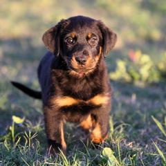 Aksana - 5350 - Black and rust female Beauceron puppy in Rockwall, Texas from Elitehaus