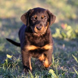 Aksana - 5350 - Black and rust female Beauceron puppy in Rockwall, Texas from Elitehaus