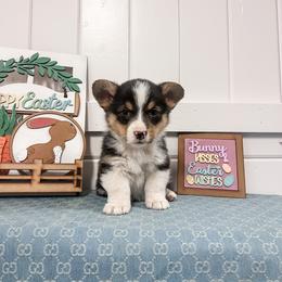 Norman - Black and tan male Pembroke Welsh Corgi puppy in Oak City, Utah from Shells’ Corgis