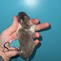 Carl-4000.00 dollars - Lavender and tan parti male Pomeranian puppy in Perry County, Ohio from Speechless Pom’s