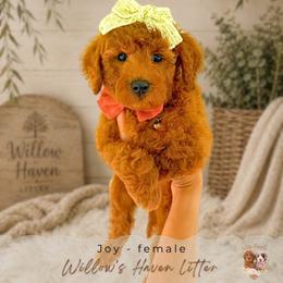 Joy - Red  female Goldendoodle puppy in Atlanta, Georgia from Teddy Puppies
