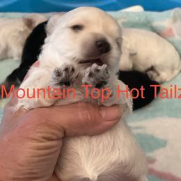 Lulu - White female Morkie puppy in Taylorsville, North Carolina from Mountain Top Hot Tailz