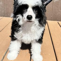 Shark - Black and white male Chinese Crested puppy in New Smyrna Beach, Florida from FronkLinn Kennel