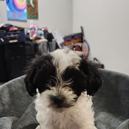 Penny - Black and white female Havanese puppy in Fort Bend County, Texas from Marcia Hamlet