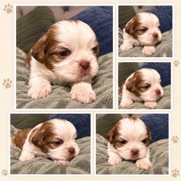 Chewy - Liver and white male Shih Tzu puppy in Azusa, California from RJ Shih Tzu lover