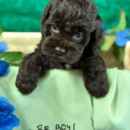 BB choc boy 1 - Brown male Cockapoo puppy in Haines City, Florida from Camic Cockapoos