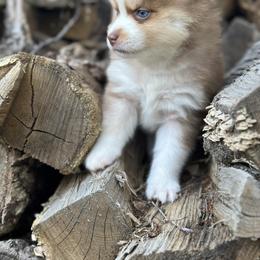 Pomsky Puppies from Ritzy Puppies