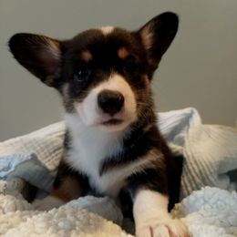 Pembroke Welsh Corgi Puppies from Patrick's Pembroke Welsh Corgis