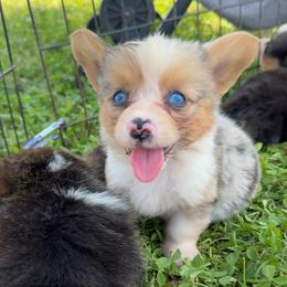 Riley - Blue male Pembroke Welsh Corgi puppy in Beggs, Oklahoma from Blue Diamond Corgi’s