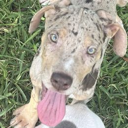 Junior - Merle male Great Dane puppy in Florida from Beachside Kennels