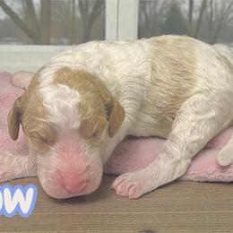 Snow - Parti female Goldendoodle puppy in Ellenburg Center, New York from Kristin's Puppies